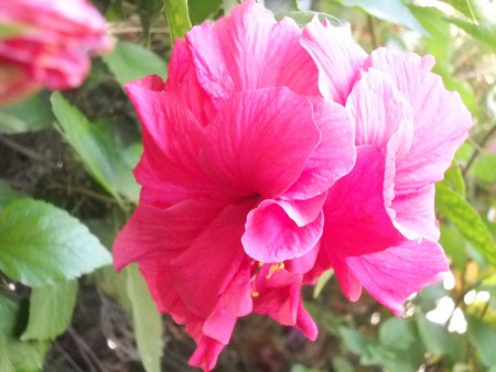 una fresia del giardino