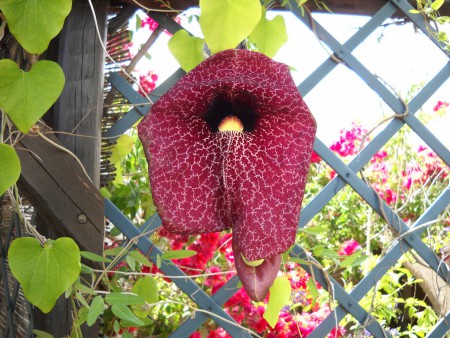 uno strano fiore